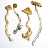 Golden Teacher mushrooms online