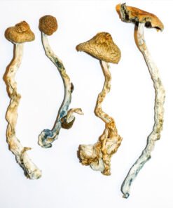 Golden Teacher mushrooms online