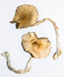 Buy Psilocybe cubensis online