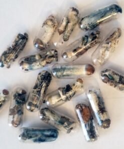Buy micro mushrooms