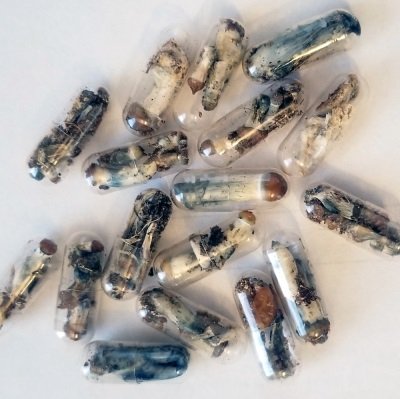 Buy micro mushrooms