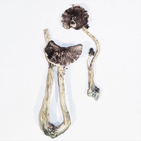 Buy Albino A+ magic mushrooms (Cubensis) online