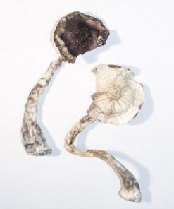 Buy Albino A+ magic mushrooms (Cubensis) online