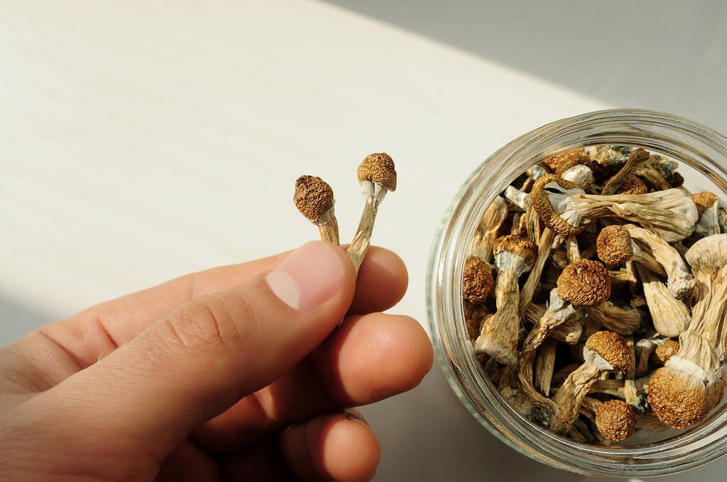 man-holds-his-hand-dried-psilocybin-mushrooms-glass-jar-white